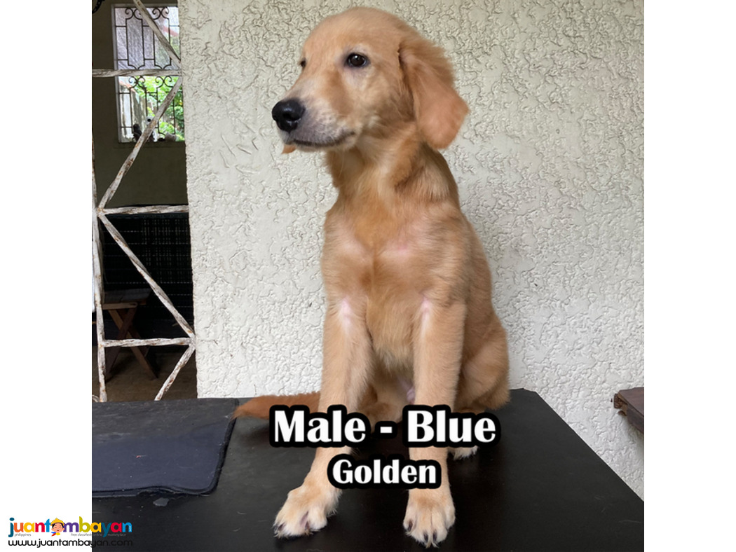 Golden Retriever PCCI Registered