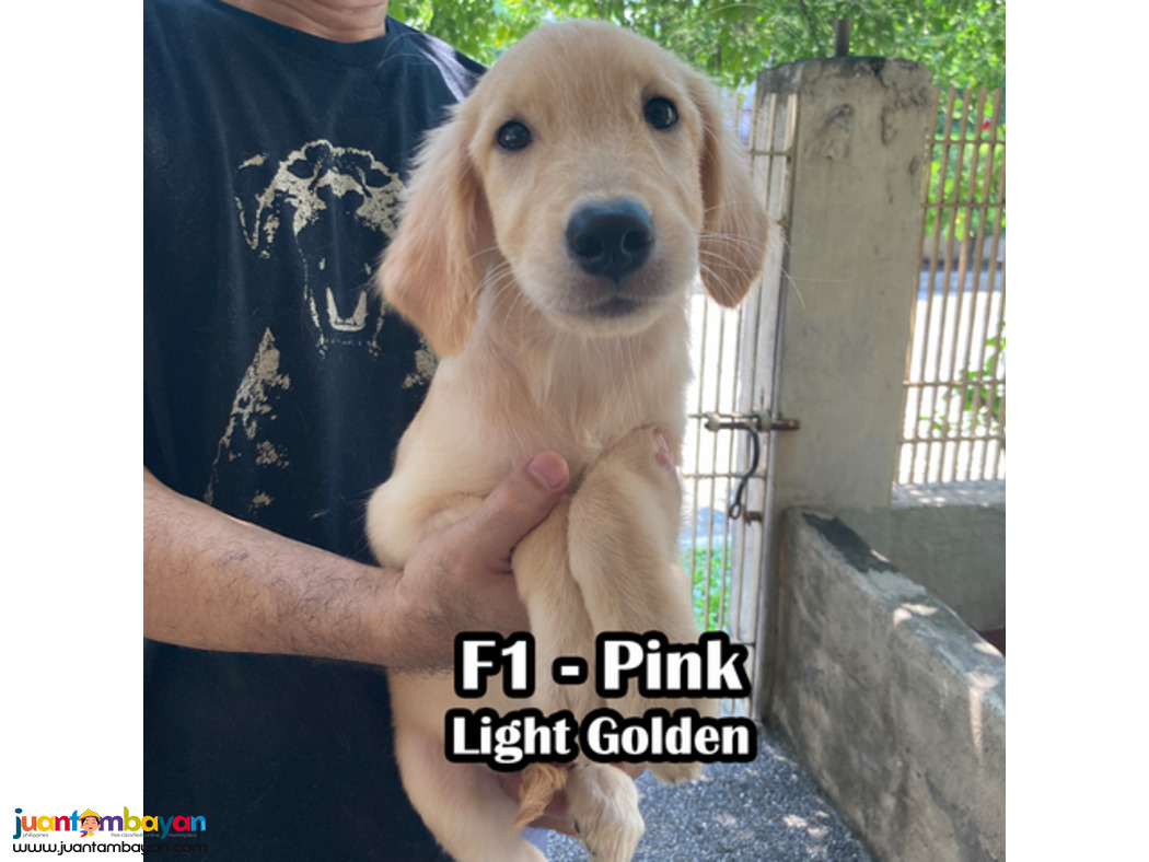 Golden Retriever PCCI Registered