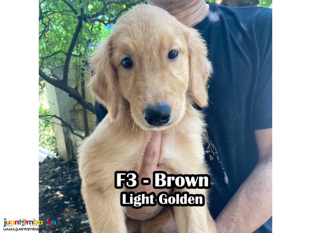 Golden Retriever PCCI Registered