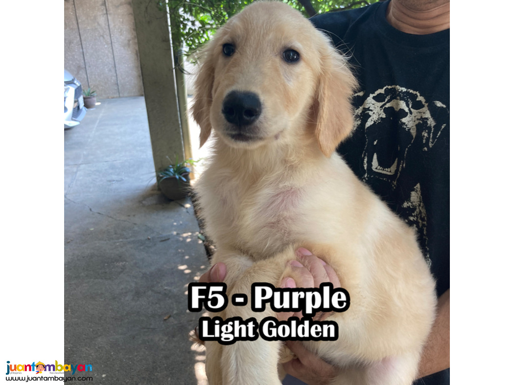 Golden Retriever PCCI Registered