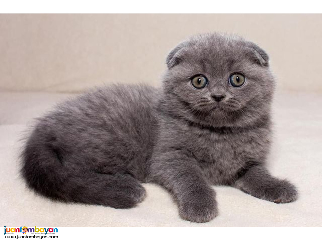 SCOTTISH FOLD CAT FOR SALE PH 09457024296 AI 