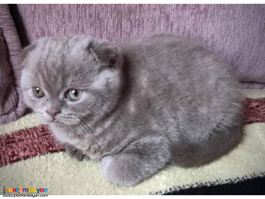 SCOTTISH FOLD CAT FOR SALE PH 09457024296 AI 