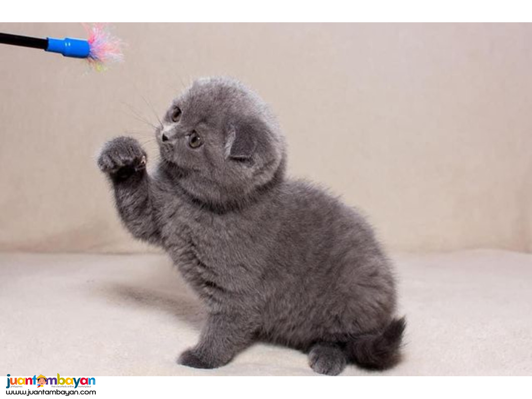 SCOTTISH FOLD CAT FOR SALE PH 09457024296 AI 
