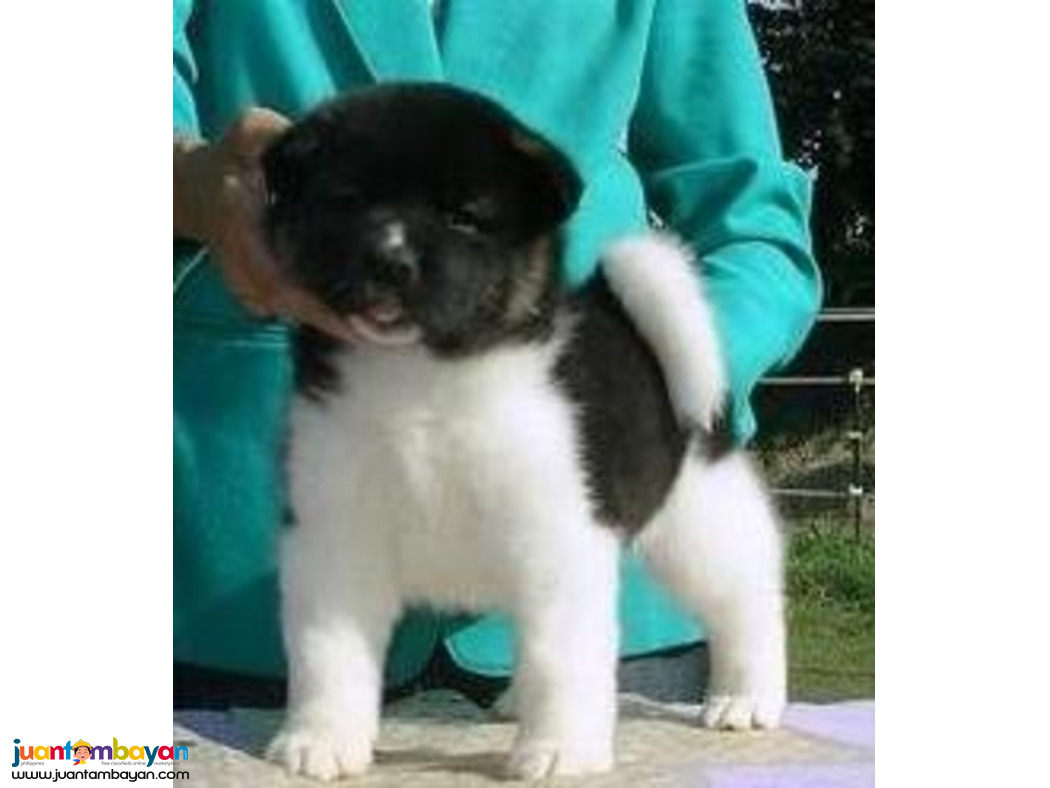 Akita puppies Viber:+63-9481-451-325 Akita puppies Viber:+63-9481-451-325