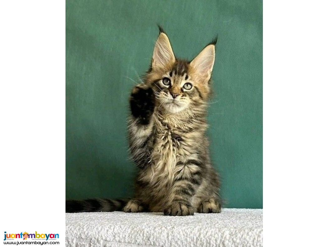 Maine Coon kittens Viber:+63-9481-451-325 Maine Coon kittens Viber:+63-9481-451-325