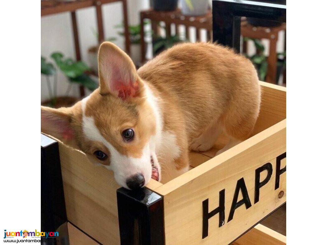 Corgi Pembroke Puppies Viber:+63-9481-451-325