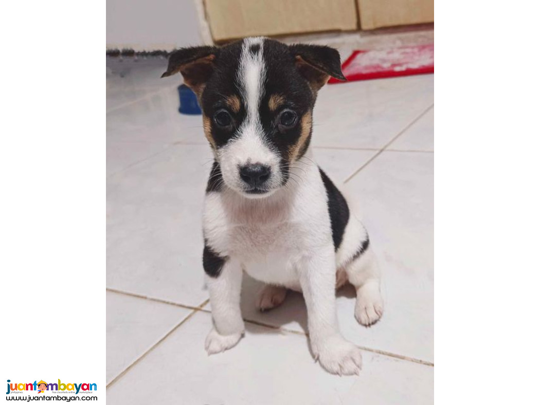 Jack russel x japanese spitz