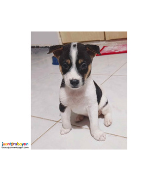 Jack russel x japanese spitz