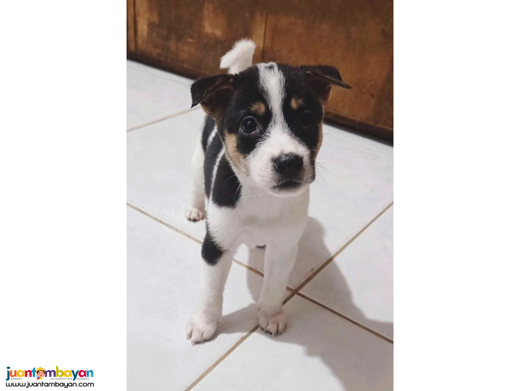 Jack russel x japanese spitz