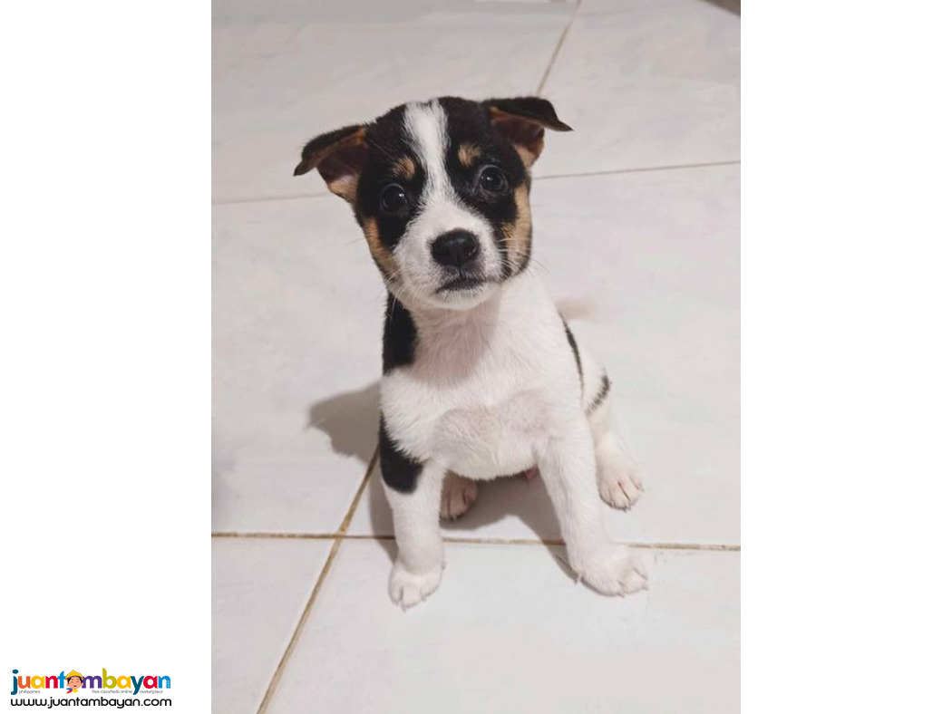 Jack russel x japanese spitz