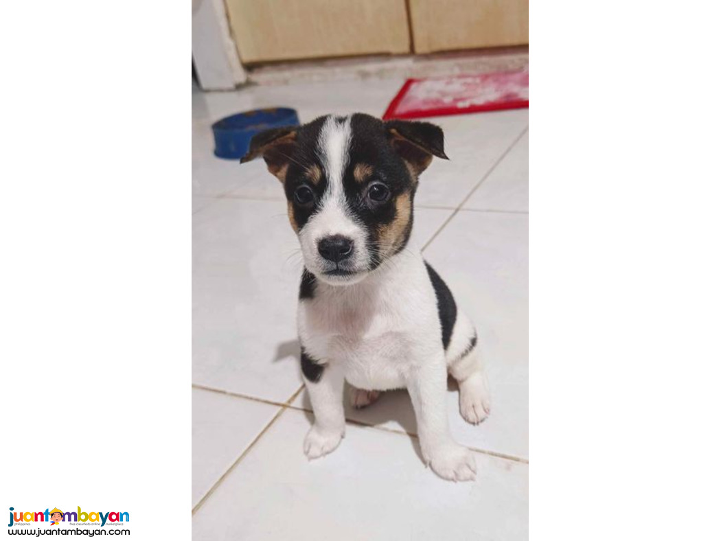 Jack russel x japanese spitz
