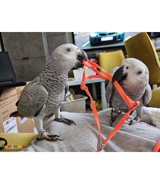 Talking African Grey Parrots available sale