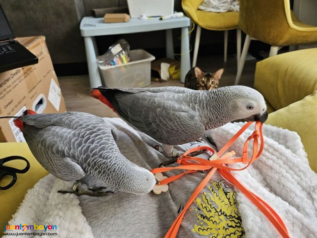 Talking African Grey Parrots available sale