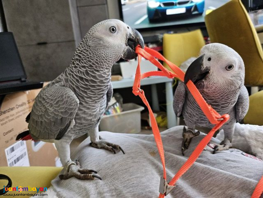 Amazing Talking Blue and Gold Macaw Parrots Available sale