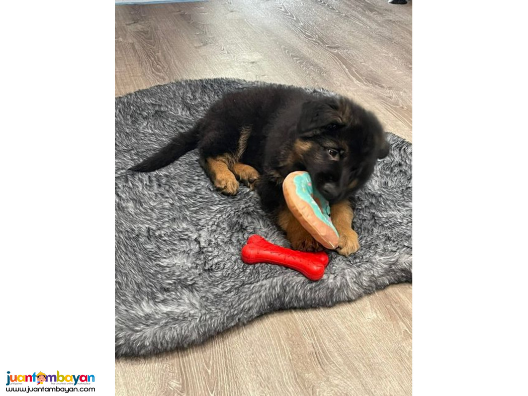 Healthy cute adorable German shepherd puppies now for sale