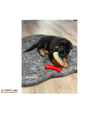 Healthy cute adorable German shepherd puppies now for sale