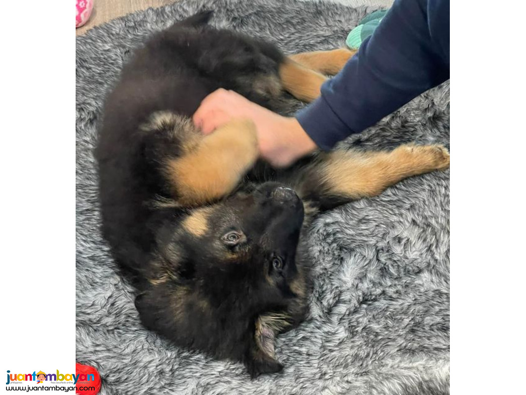Healthy cute adorable German shepherd puppies now for sale
