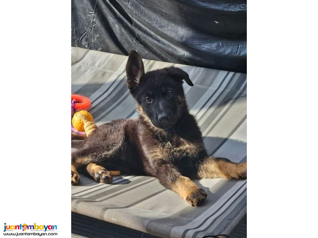 Amazing Germany shepherd puppies looking For a Good Homes