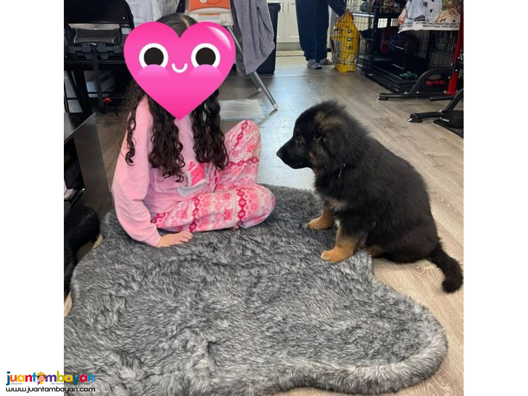 Amazing Germany shepherd puppies looking For a Good Homes