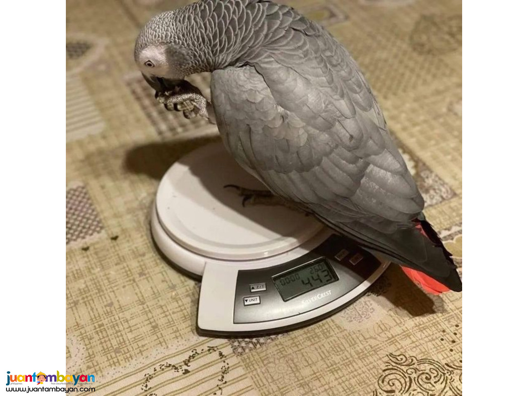 Adorable African Grey Parrots Available For Sale