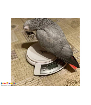 Adorable African Grey Parrots Available For Sale