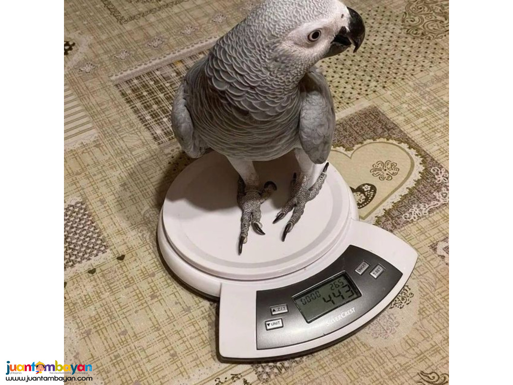 Adorable African Grey Parrots Available For Sale