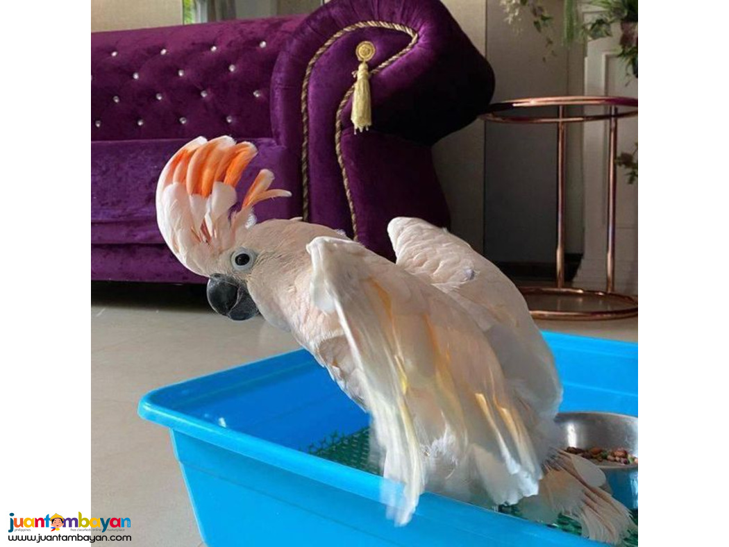 Cute Cockatoo parrots for sale