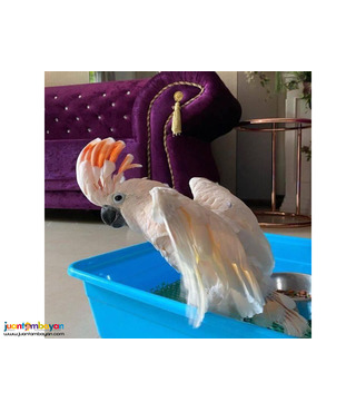 Cute Cockatoo parrots for sale