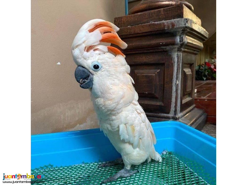 Cute Cockatoo parrots for sale