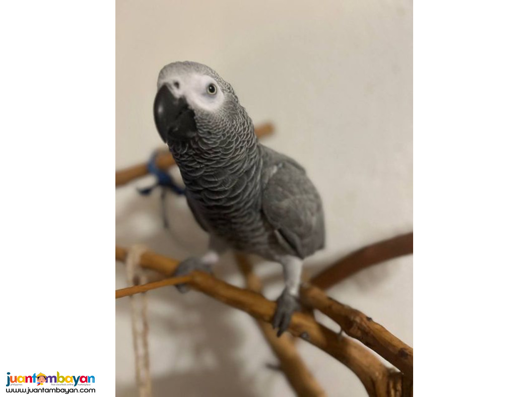 Amazing Talking African Grey Parrots
