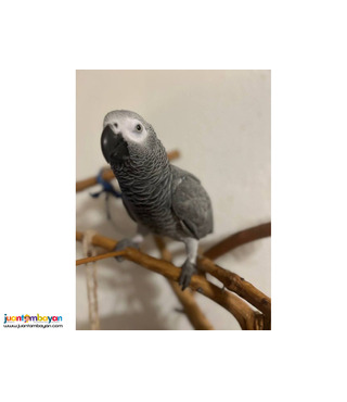Amazing Talking African Grey Parrots