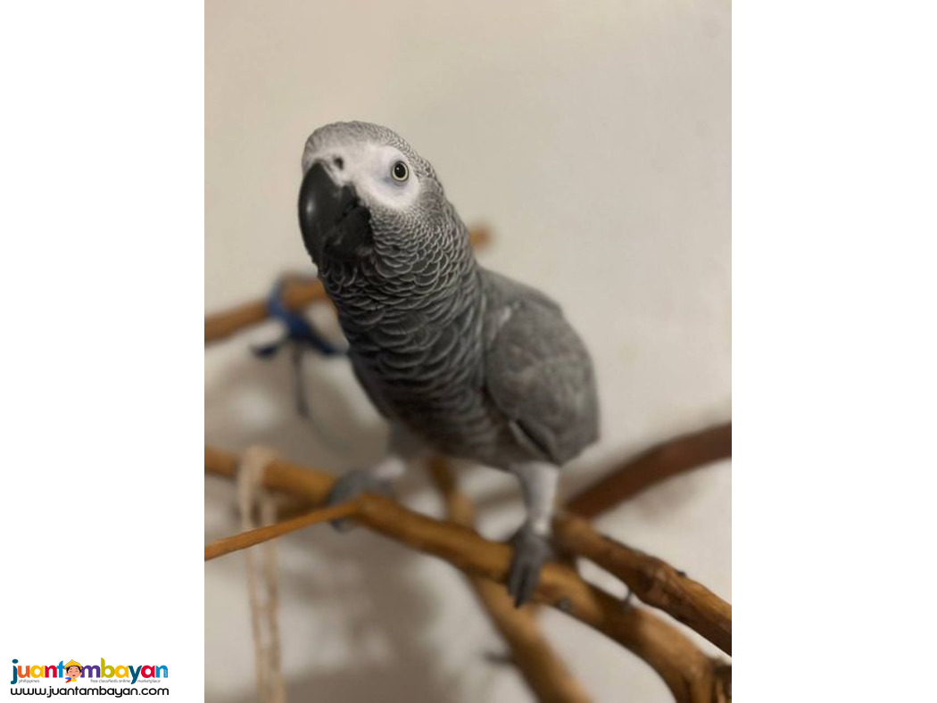 Amazing Talking African Grey Parrots