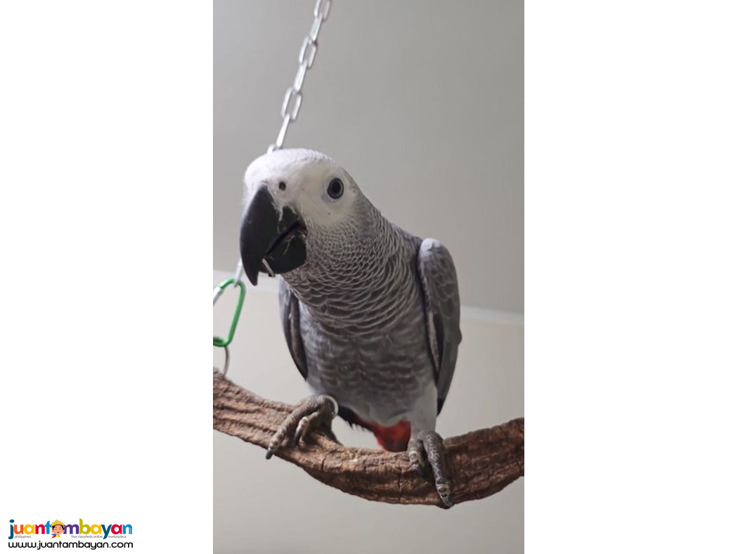 Amazing Talking African Grey Parrots