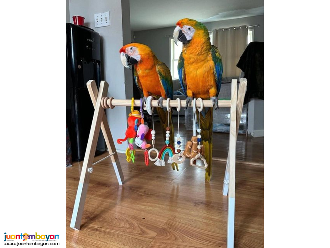 Beautiful Blue and Gold macaw parrots for rehoming Sell