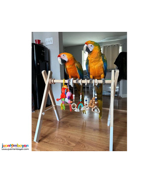 Beautiful Blue and Gold macaw parrots for rehoming Sell