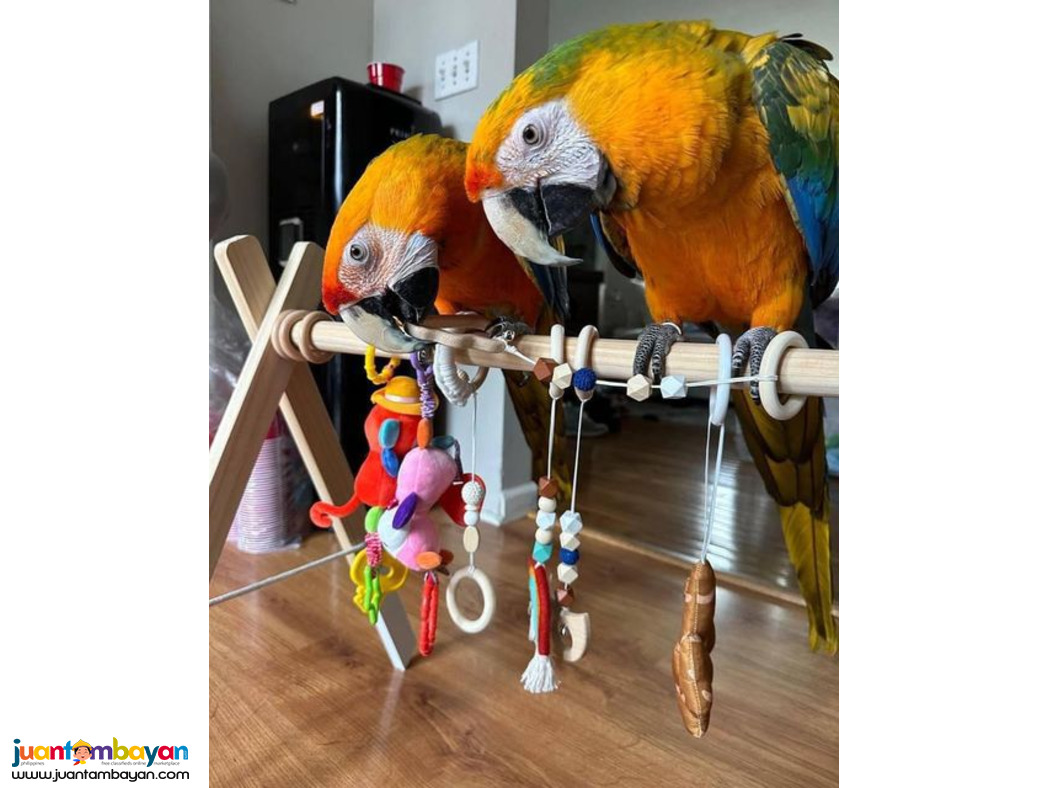 Beautiful Blue and Gold macaw parrots for rehoming Sell