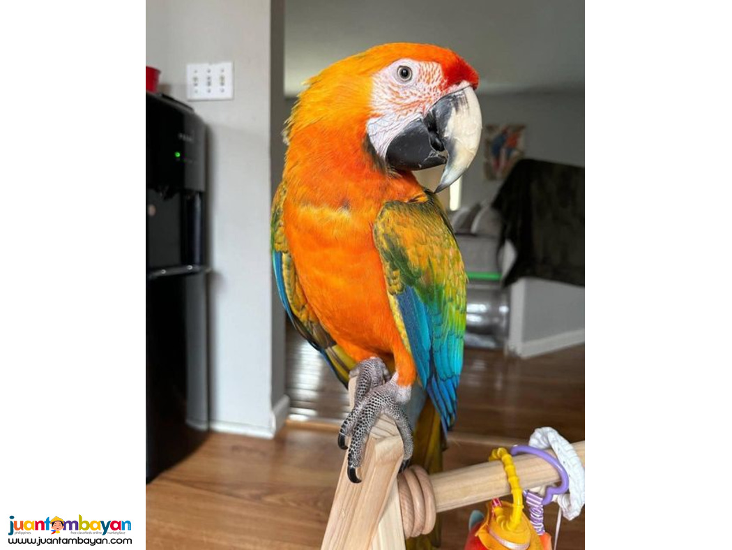Beautiful Blue and Gold macaw parrots for rehoming Sell