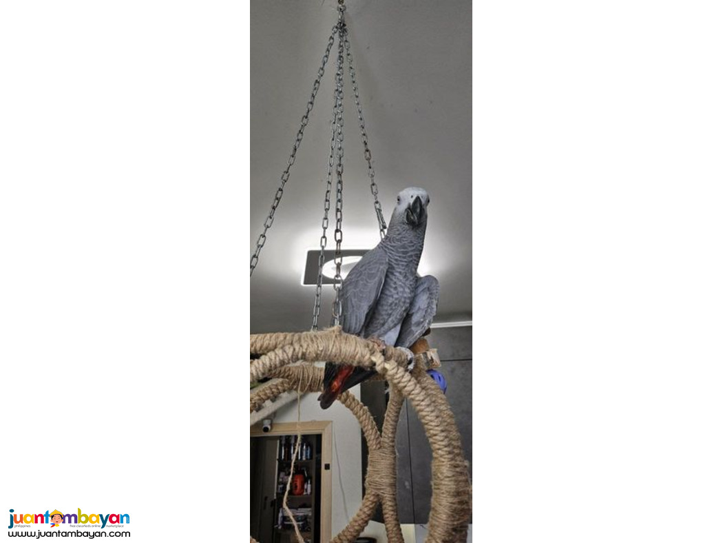 Baby African Grey Parrot and parrots eggs for sale