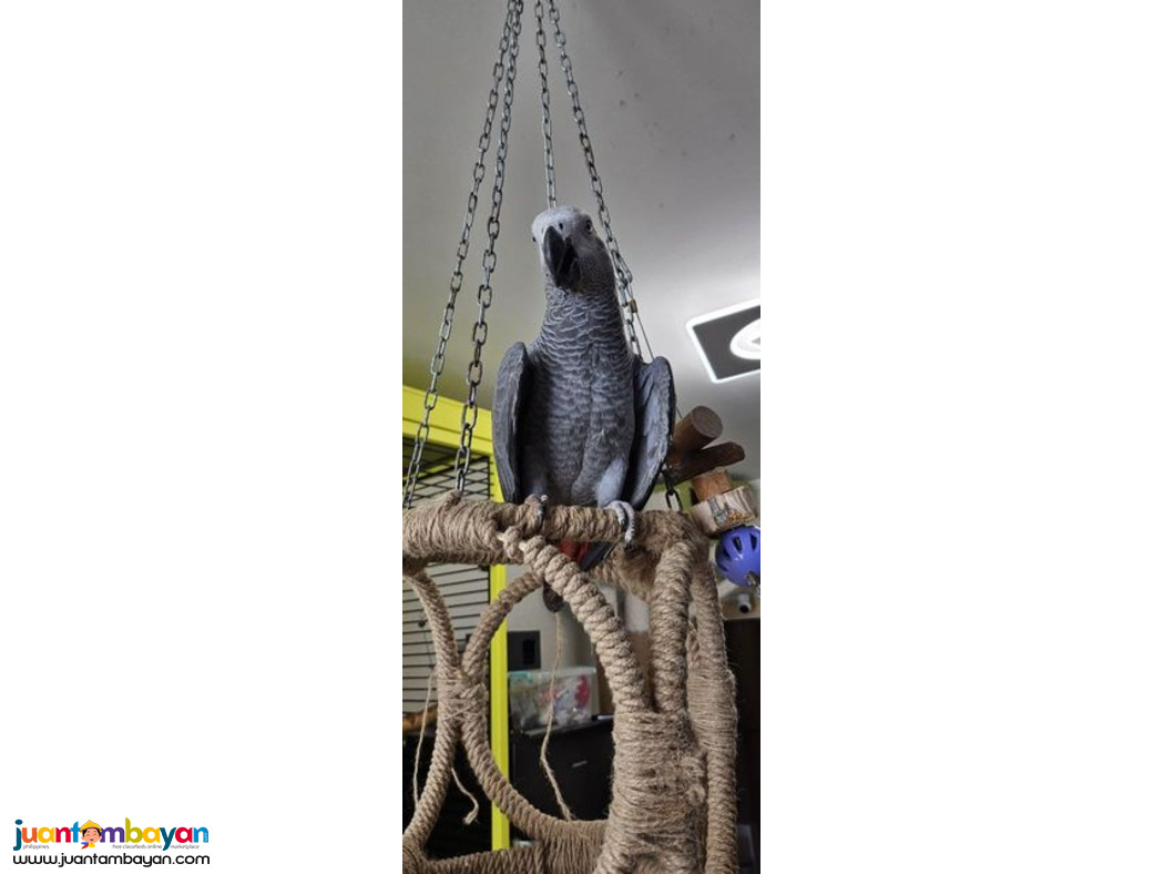 Baby African Grey Parrot and parrots eggs for sale