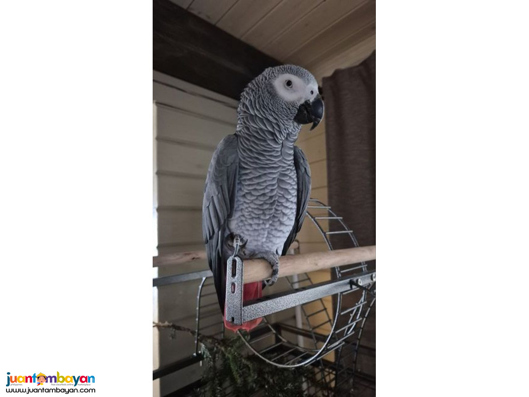 Baby African Grey Parrot and parrots eggs for sale