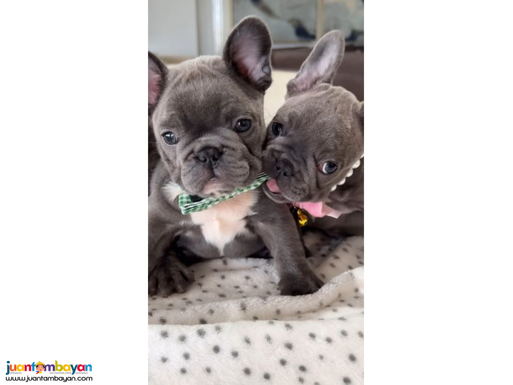 Adorable French bulldog puppies for sale
