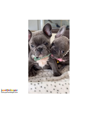 Adorable French bulldog puppies for sale