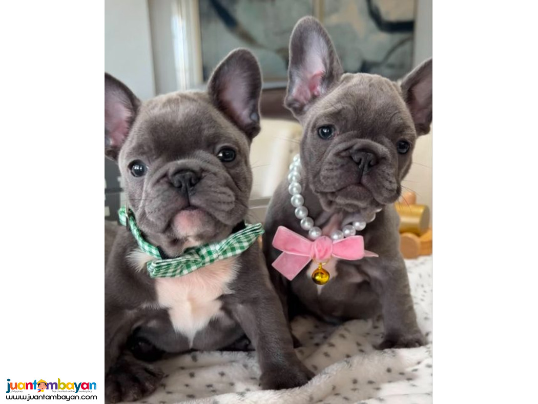 Adorable French bulldog puppies for sale