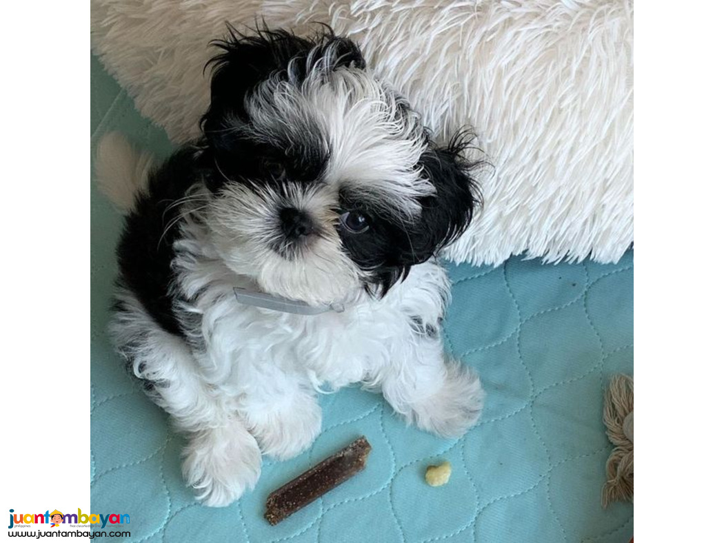 Beautiful male and female registered shih Tzu pups