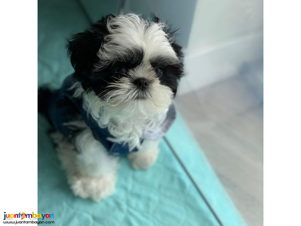 Beautiful male and female registered shih Tzu pups