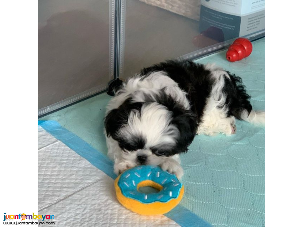 Beautiful male and female registered shih Tzu pups