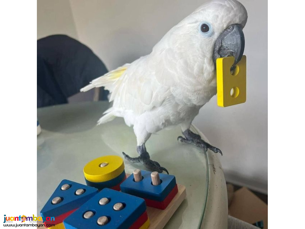 Adorable Umbrella Cockatoo parrots Available For Sale