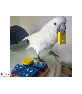 Adorable Umbrella Cockatoo parrots Available For Sale