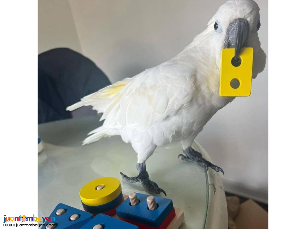 Adorable Umbrella Cockatoo parrots Available For Sale
