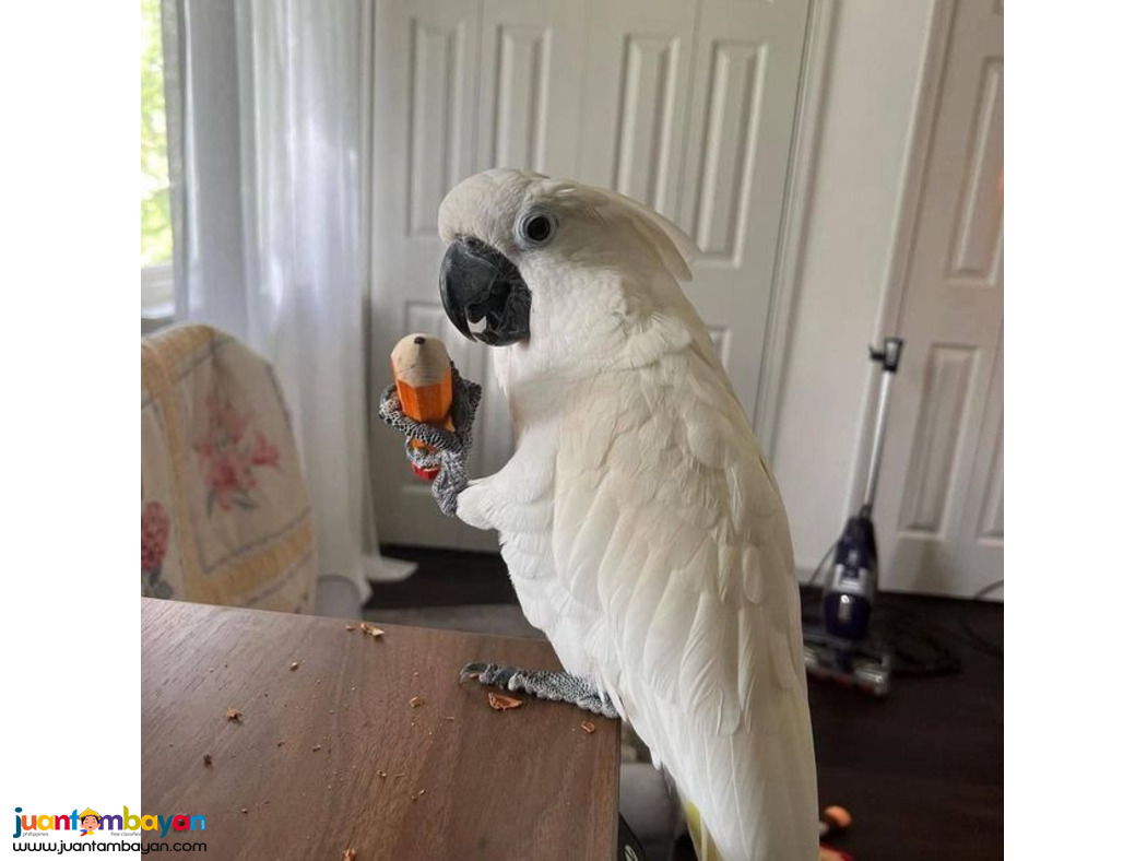 Adorable Umbrella Cockatoo parrots Available For Sale